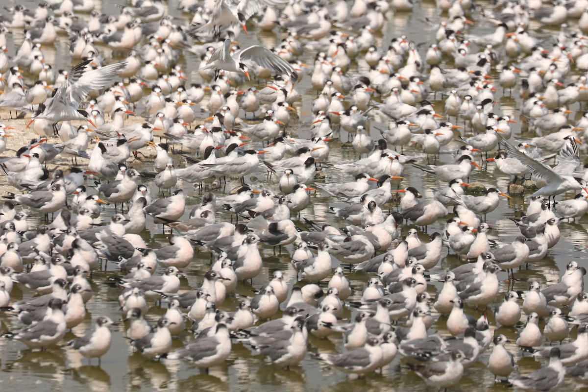 Mouette de Franklin - ML641385425