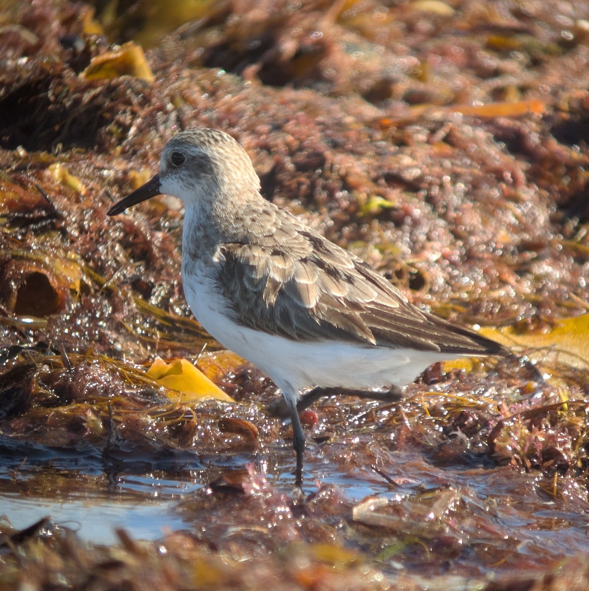 Semipalmated Sandpiper - ML641385426