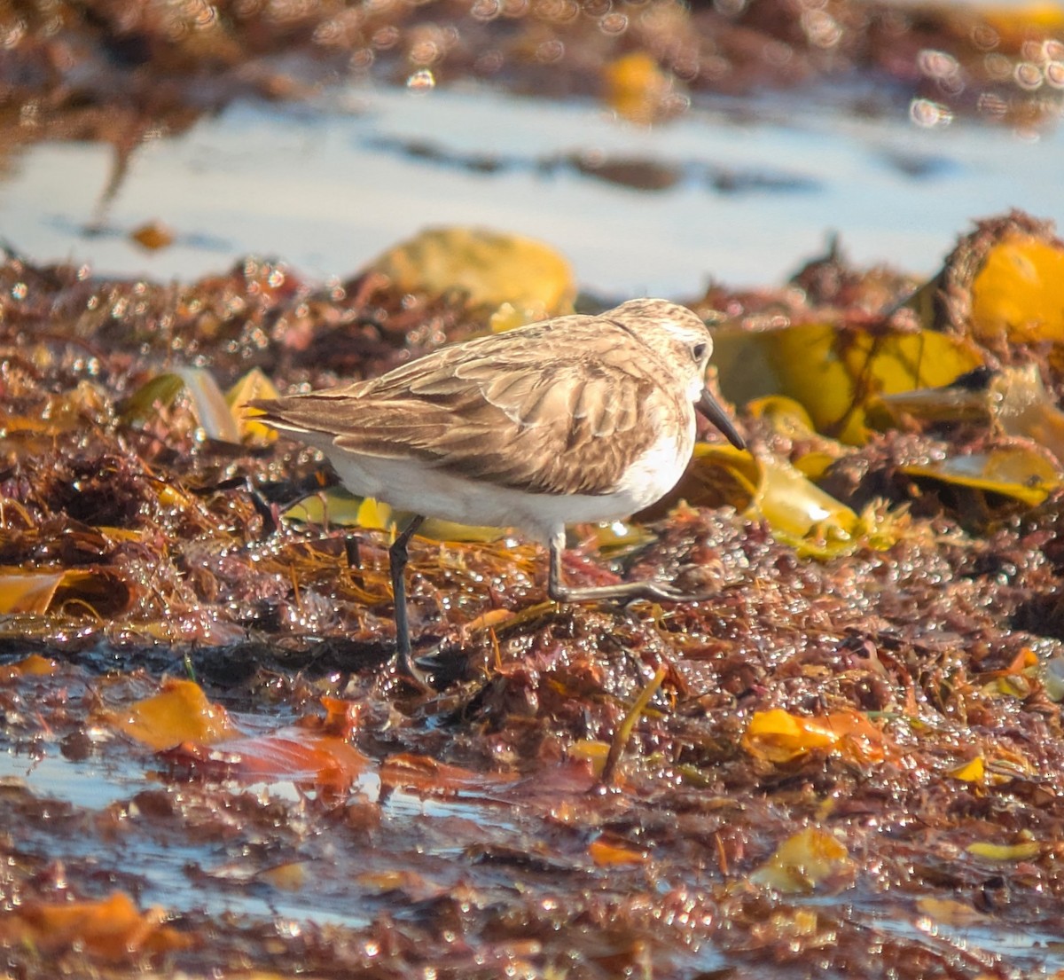 Semipalmated Sandpiper - ML641385427