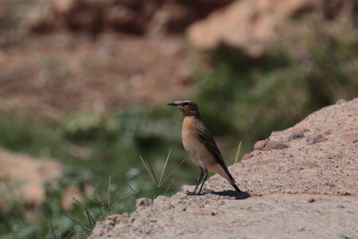 Northern Wheatear (Eurasian) - ML641385433