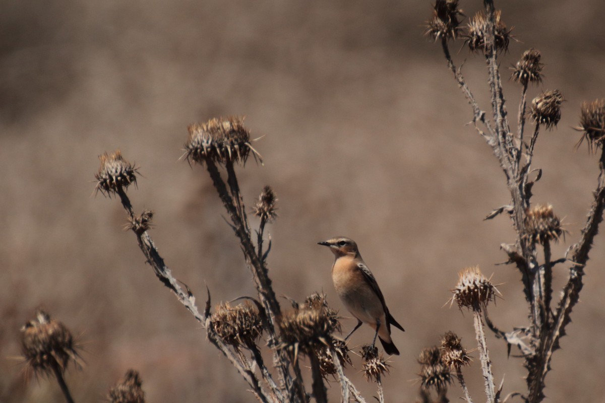 Northern Wheatear (Eurasian) - ML641385435