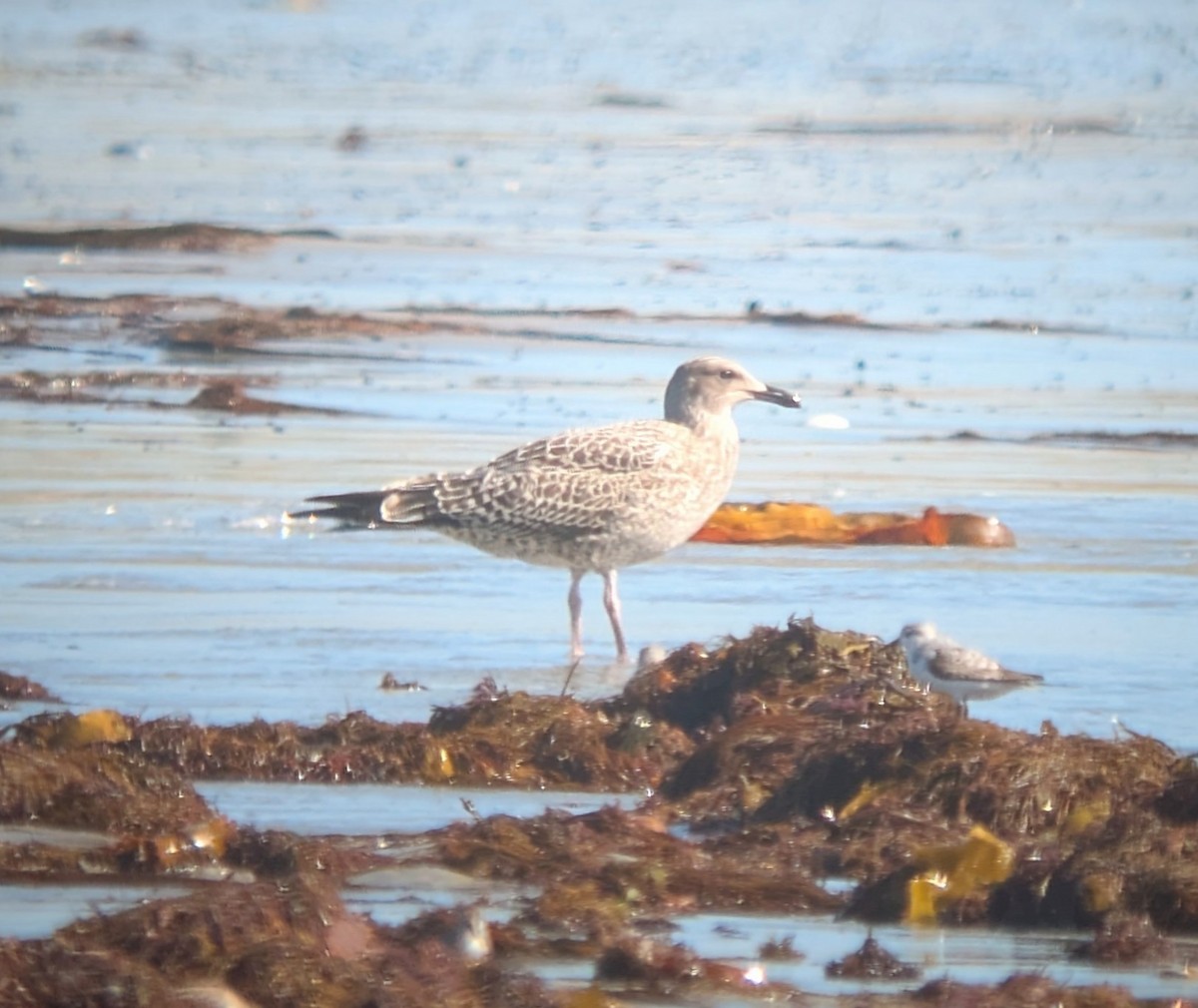 Lesser Black-backed Gull - ML641385436