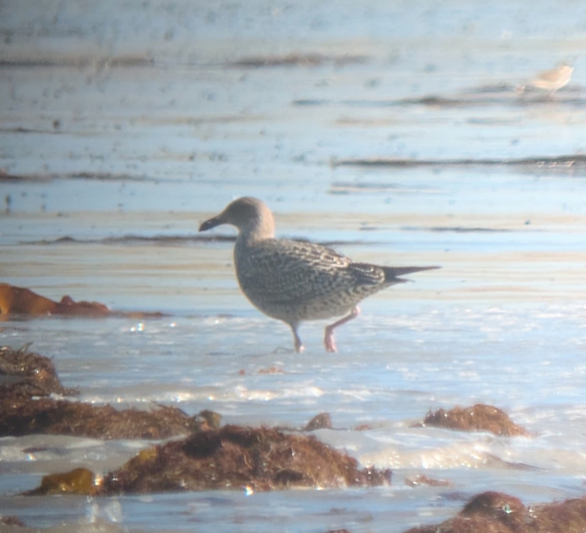 Lesser Black-backed Gull - ML641385437