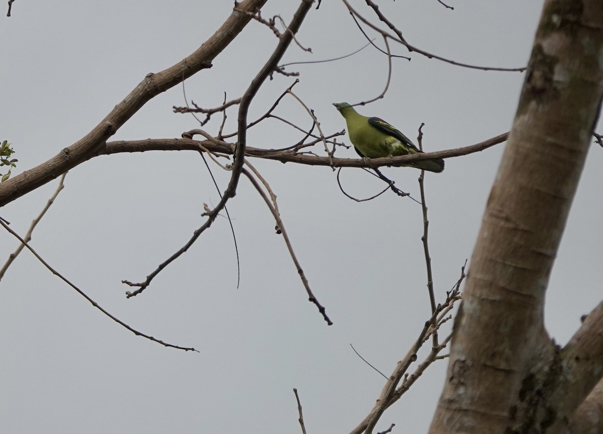 Philippine Green-Pigeon - ML641385448