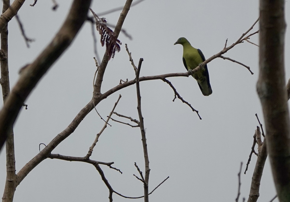 Philippine Green-Pigeon - ML641385449