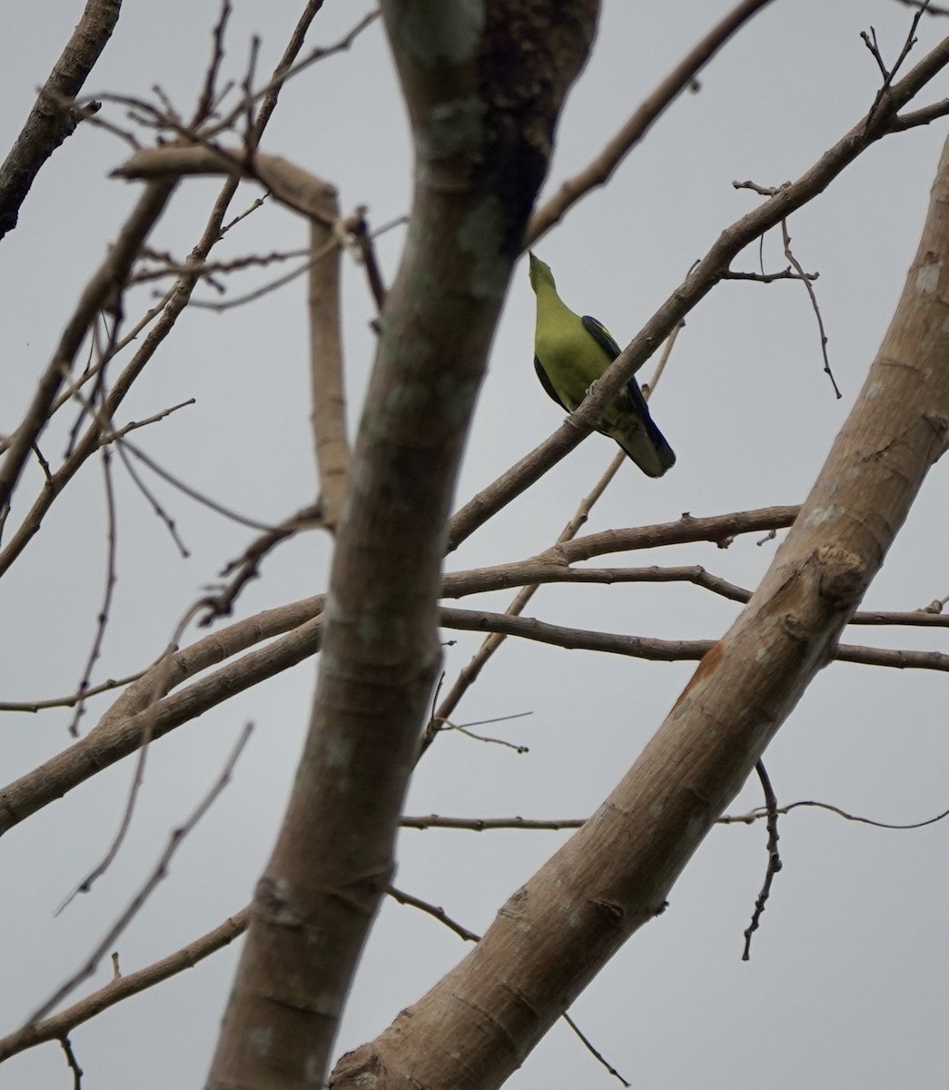 Philippine Green-Pigeon - ML641385450
