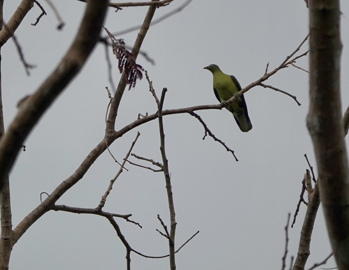 Philippine Green-Pigeon - ML641385451