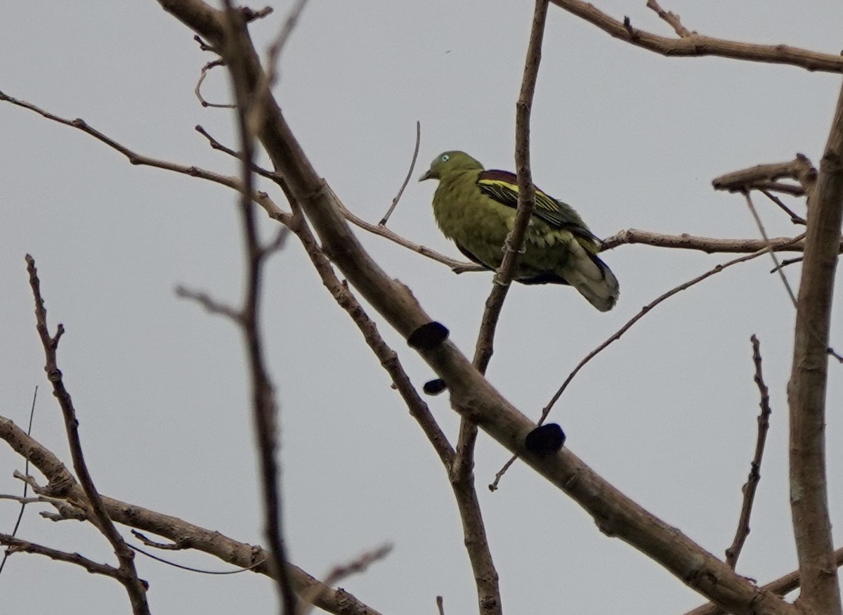 Philippine Green-Pigeon - ML641385452