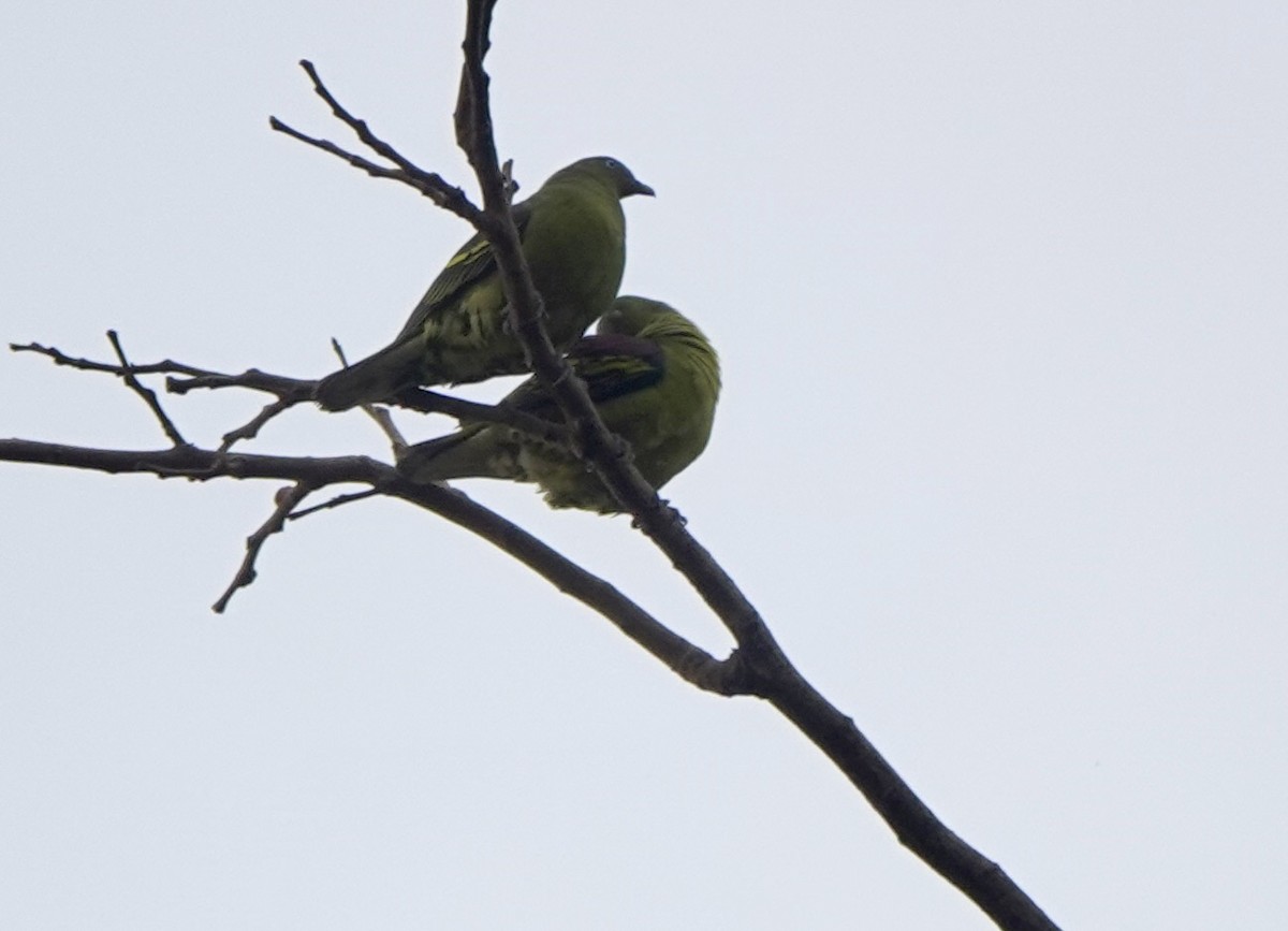 Philippine Green-Pigeon - ML641385453