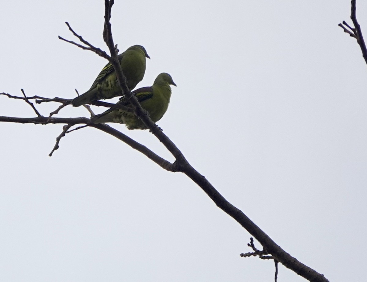 Philippine Green-Pigeon - ML641385454