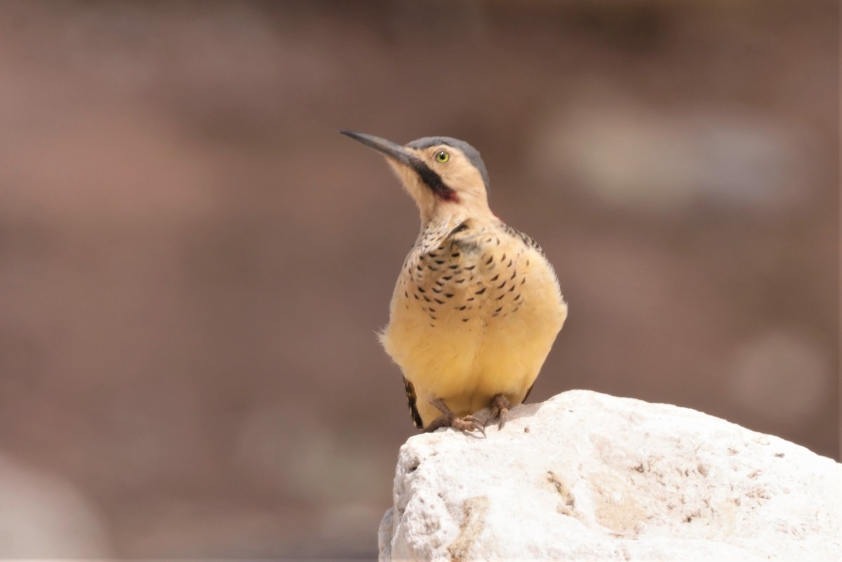 Andean Flicker - ML641385465