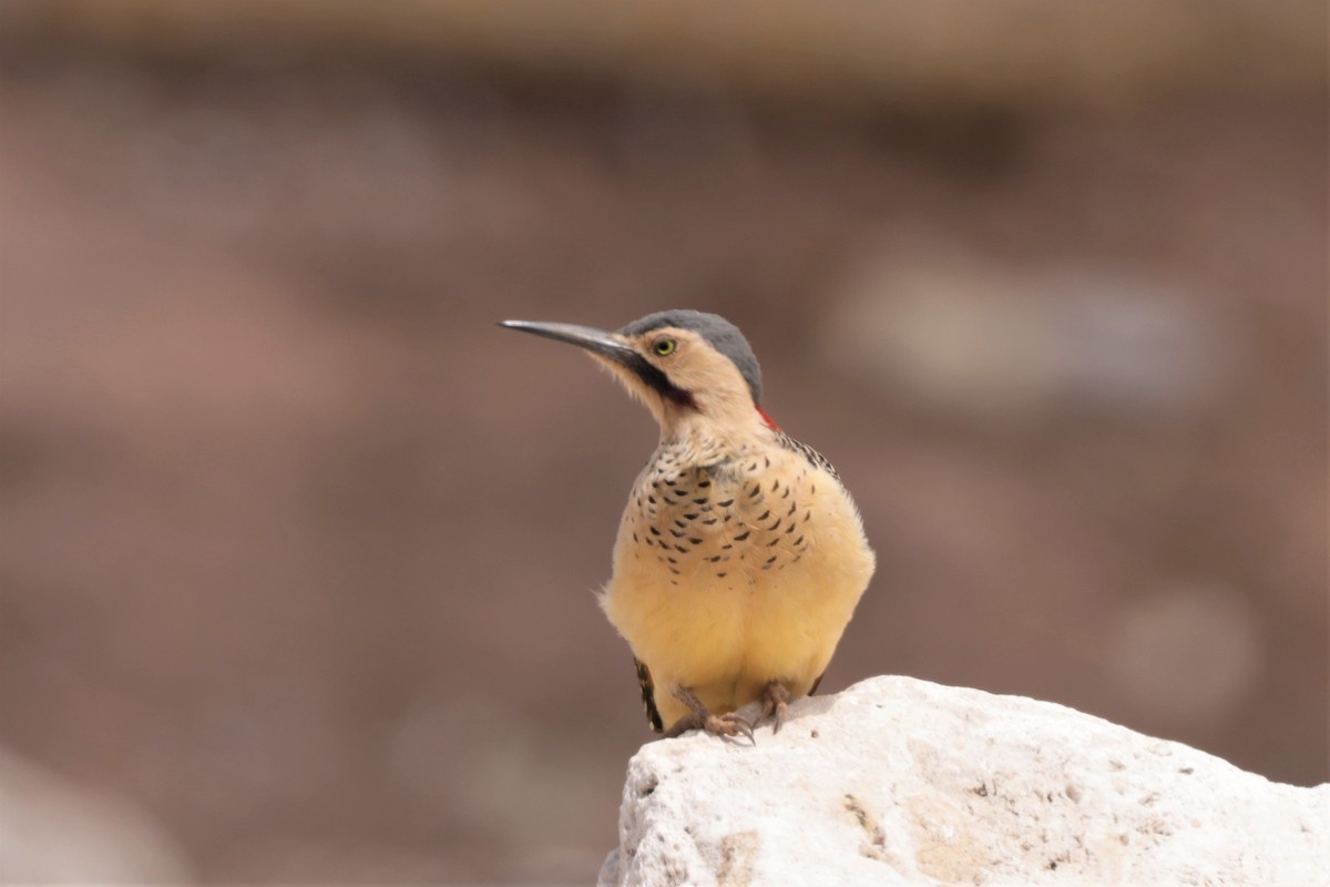 Andean Flicker - ML641385466