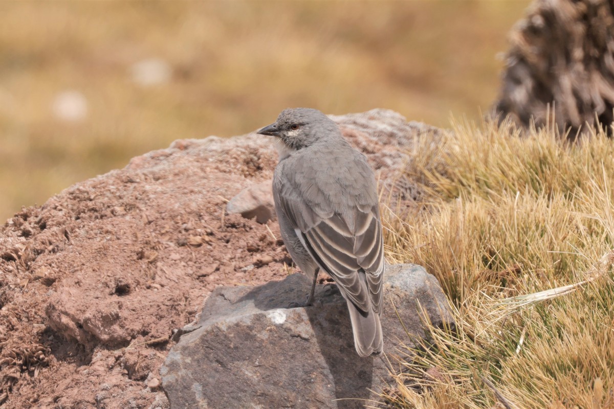Glacier Finch - ML641385490
