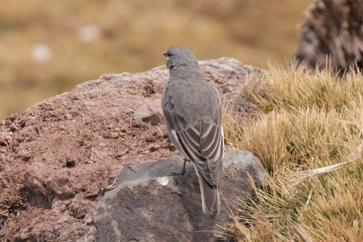 Glacier Finch - ML641385491