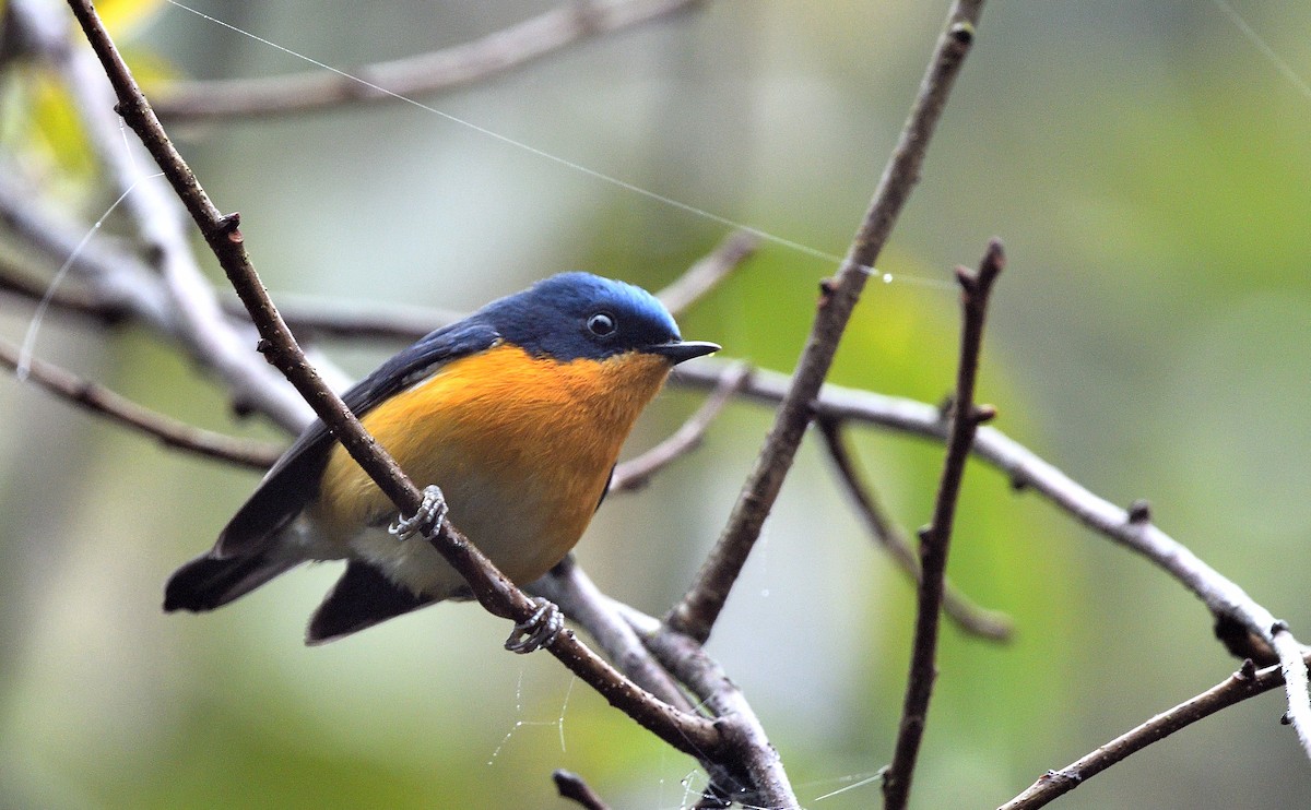 Pygmy Flycatcher - ML641385493