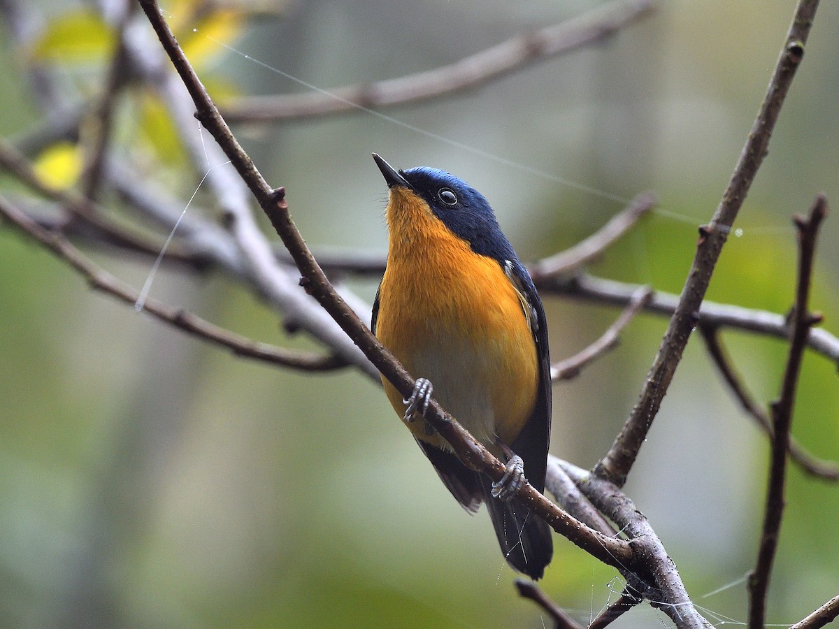 Pygmy Flycatcher - ML641385494