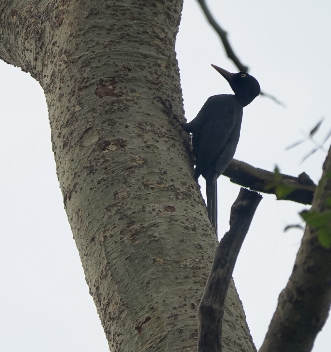 Northern Sooty-Woodpecker - ML641385497