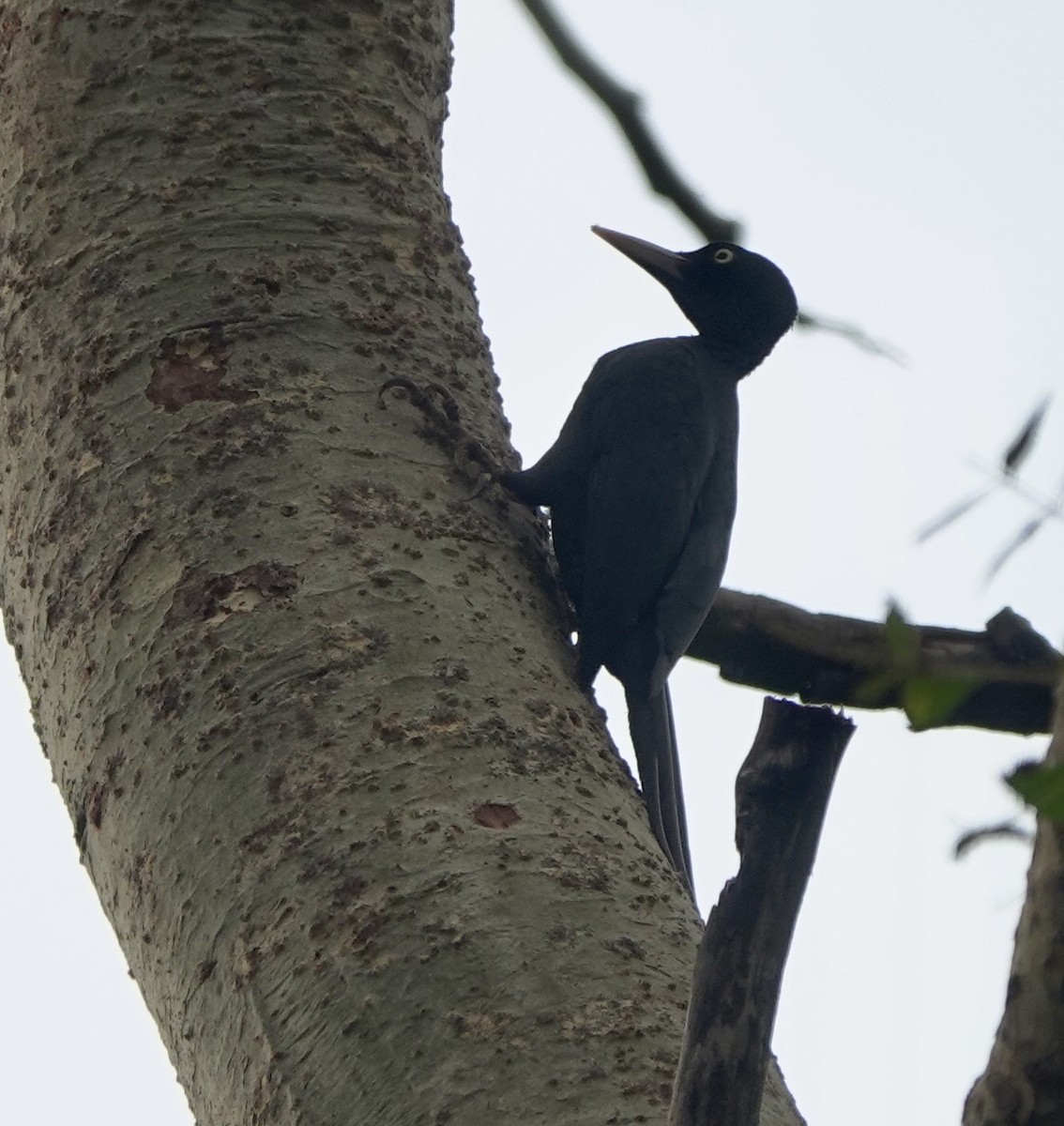 Northern Sooty-Woodpecker - ML641385498