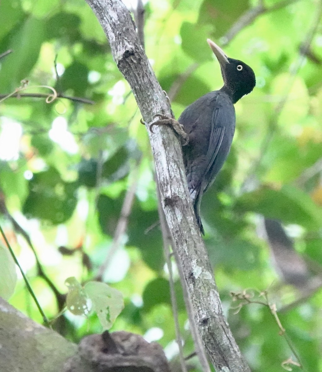 Northern Sooty-Woodpecker - ML641385499