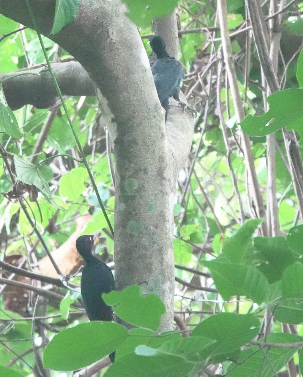 Northern Sooty-Woodpecker - ML641385500