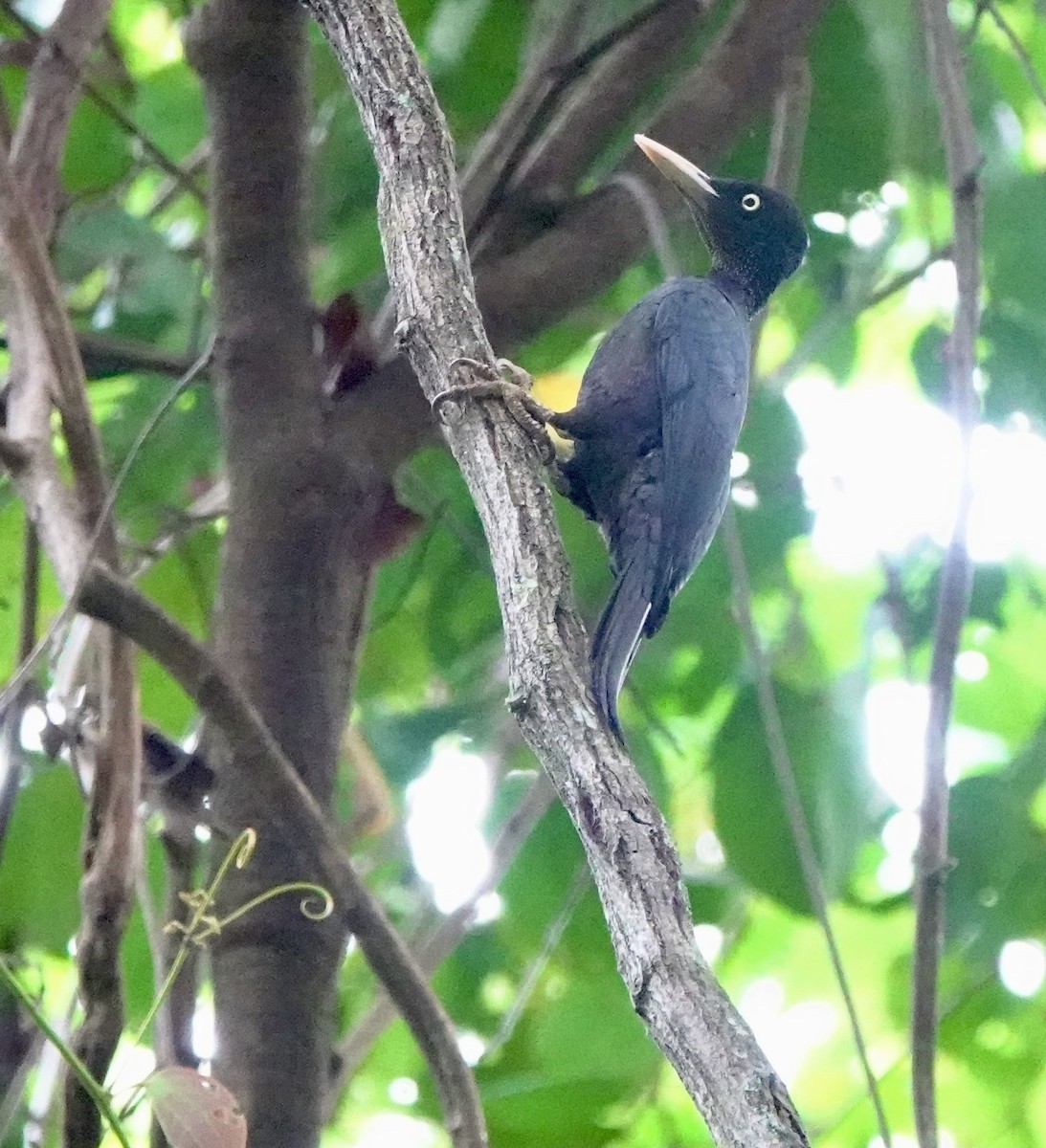 Northern Sooty-Woodpecker - ML641385501