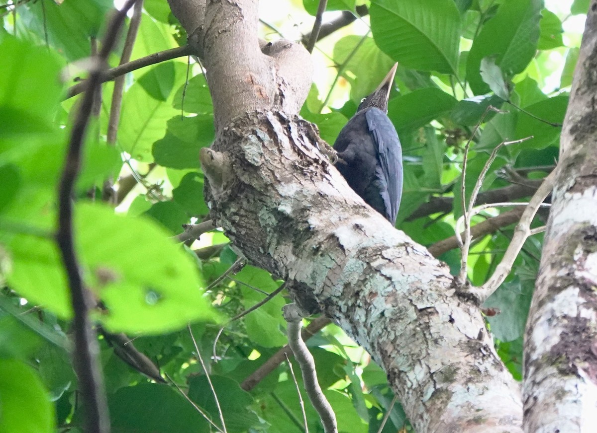 Northern Sooty-Woodpecker - ML641385502