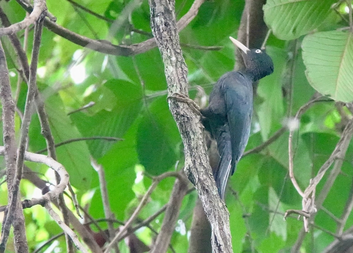 Northern Sooty-Woodpecker - ML641385503