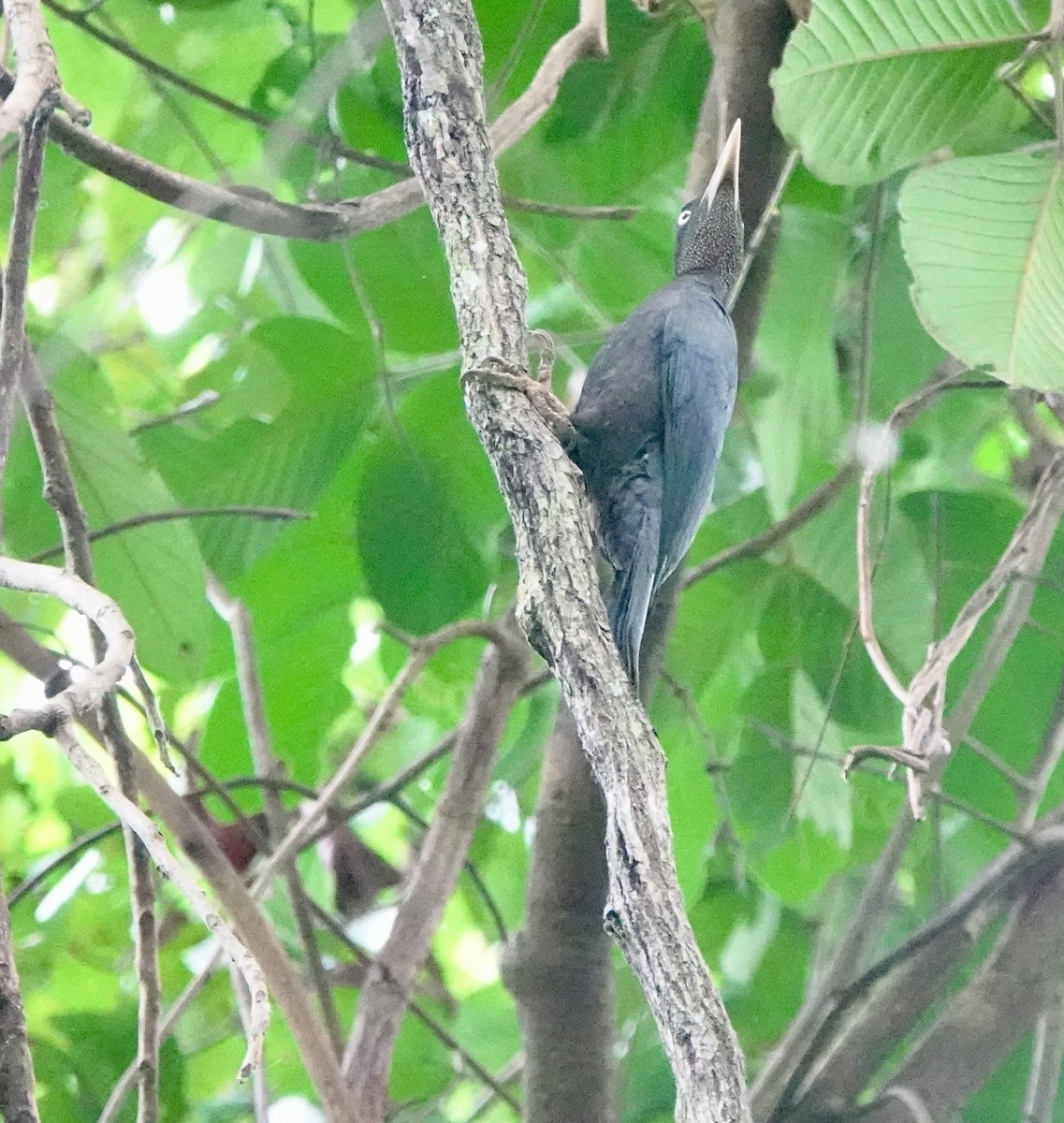 Northern Sooty-Woodpecker - ML641385504