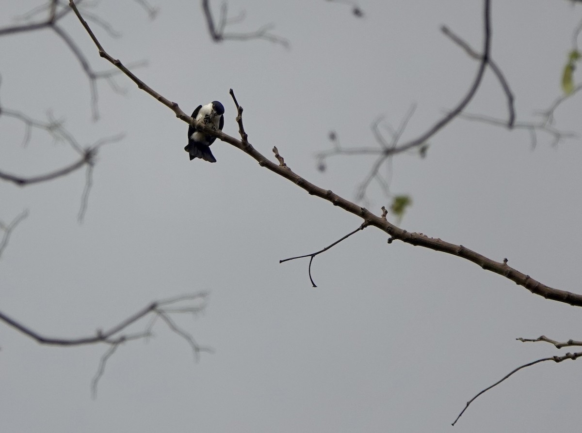 Philippine Falconet - ML641385506