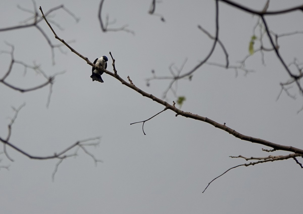 Philippine Falconet - ML641385507