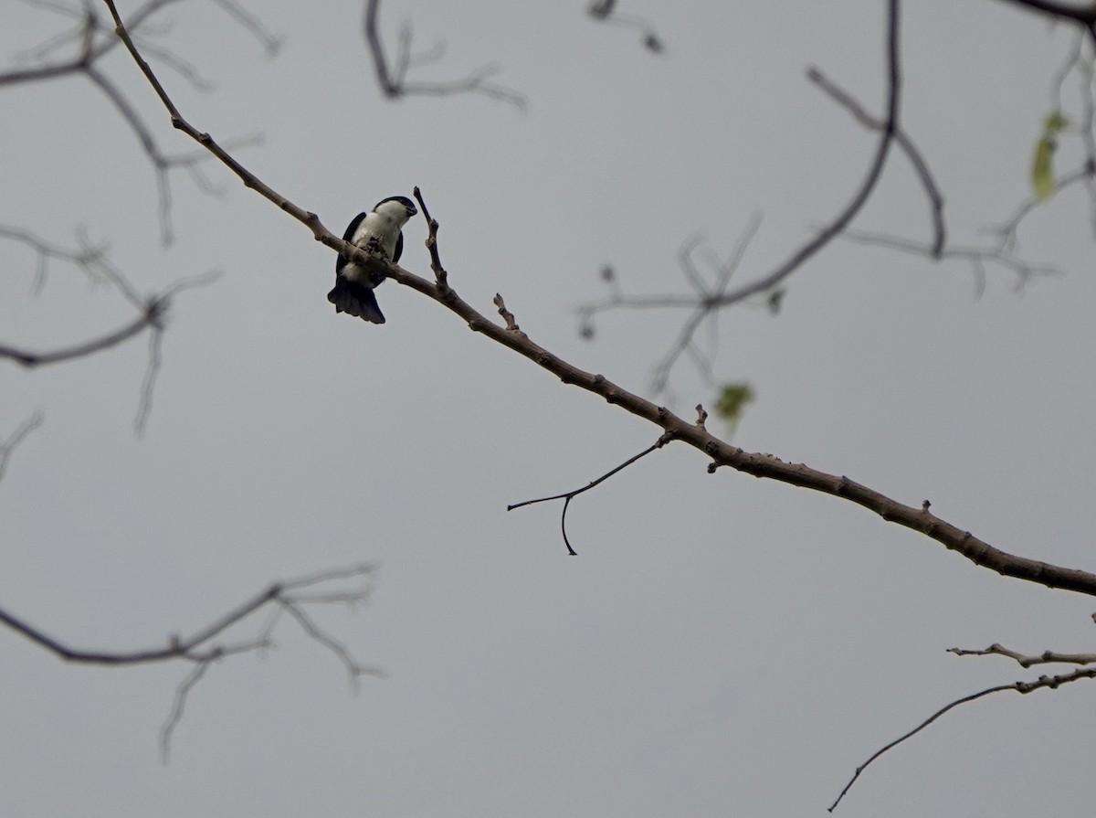 Philippine Falconet - ML641385508
