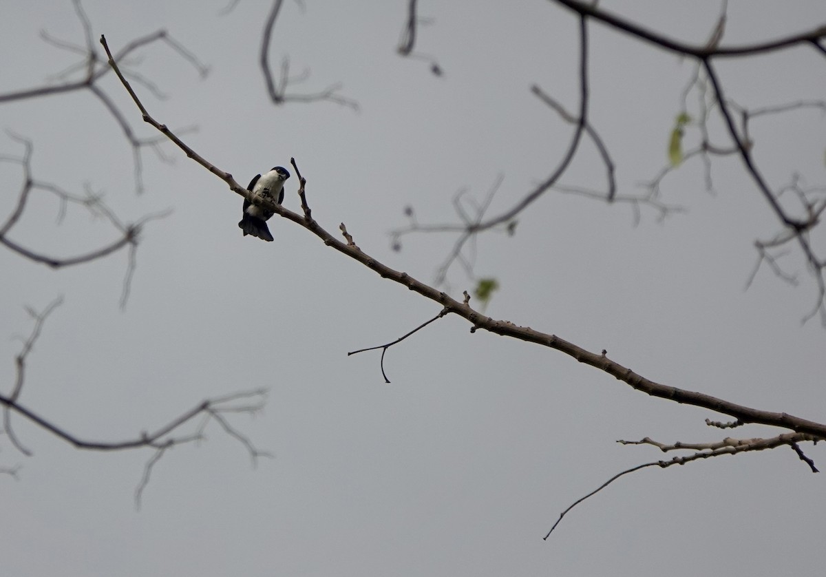 Philippine Falconet - ML641385509