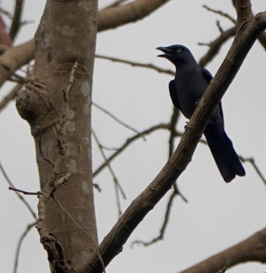 Bar-bellied Cuckooshrike - ML641385521