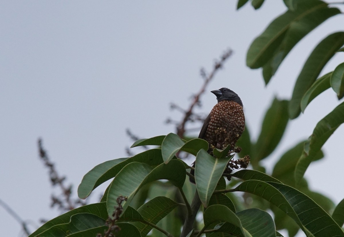 Brown Twinspot - ML641385522