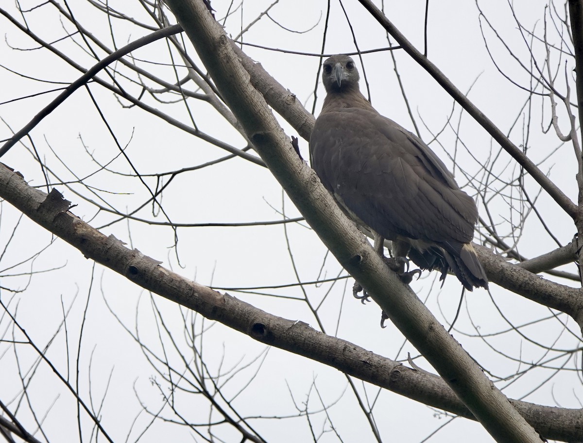 Gray-headed Fish-Eagle - ML641385558