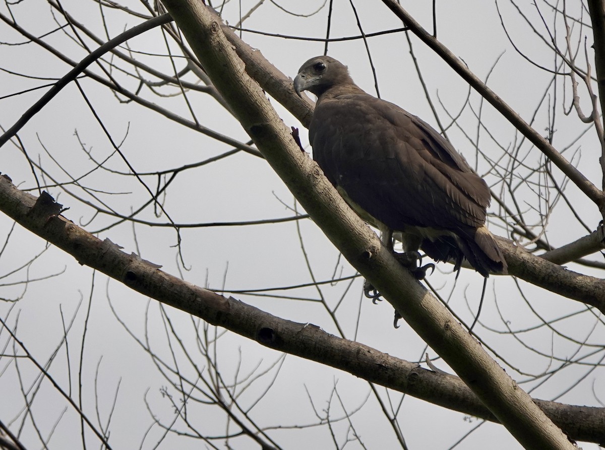 Gray-headed Fish-Eagle - ML641385559