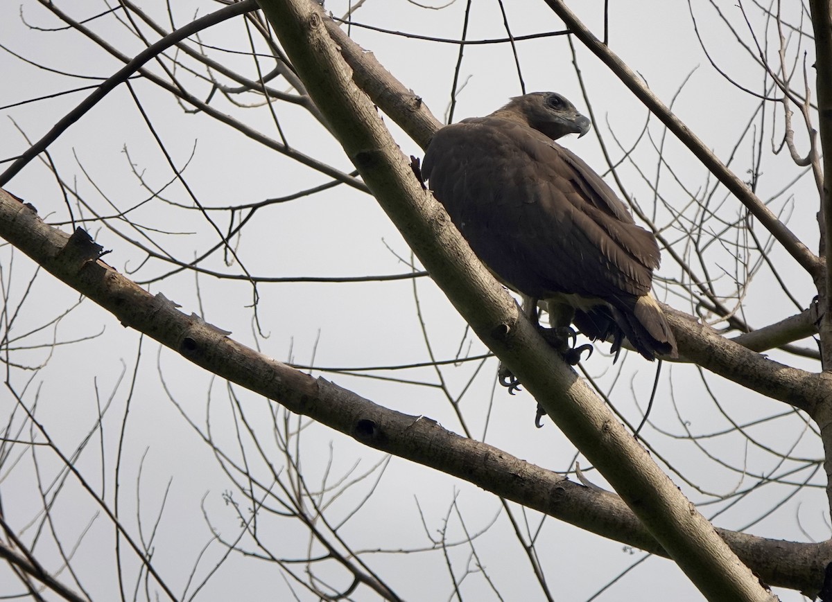 Gray-headed Fish-Eagle - ML641385560
