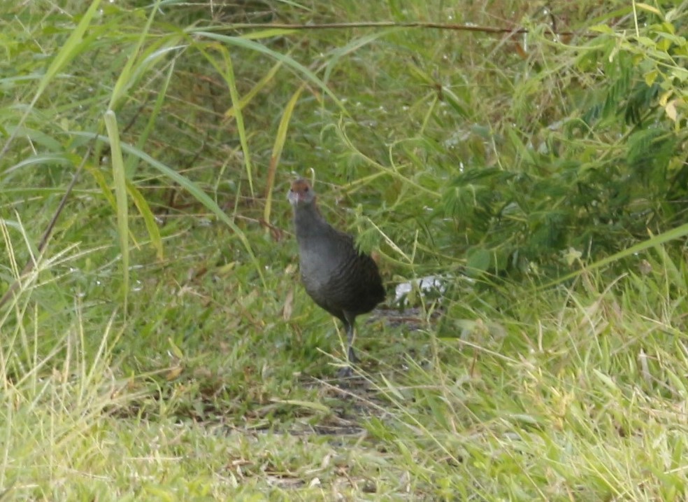 Slaty-breasted Rail - ML641385570