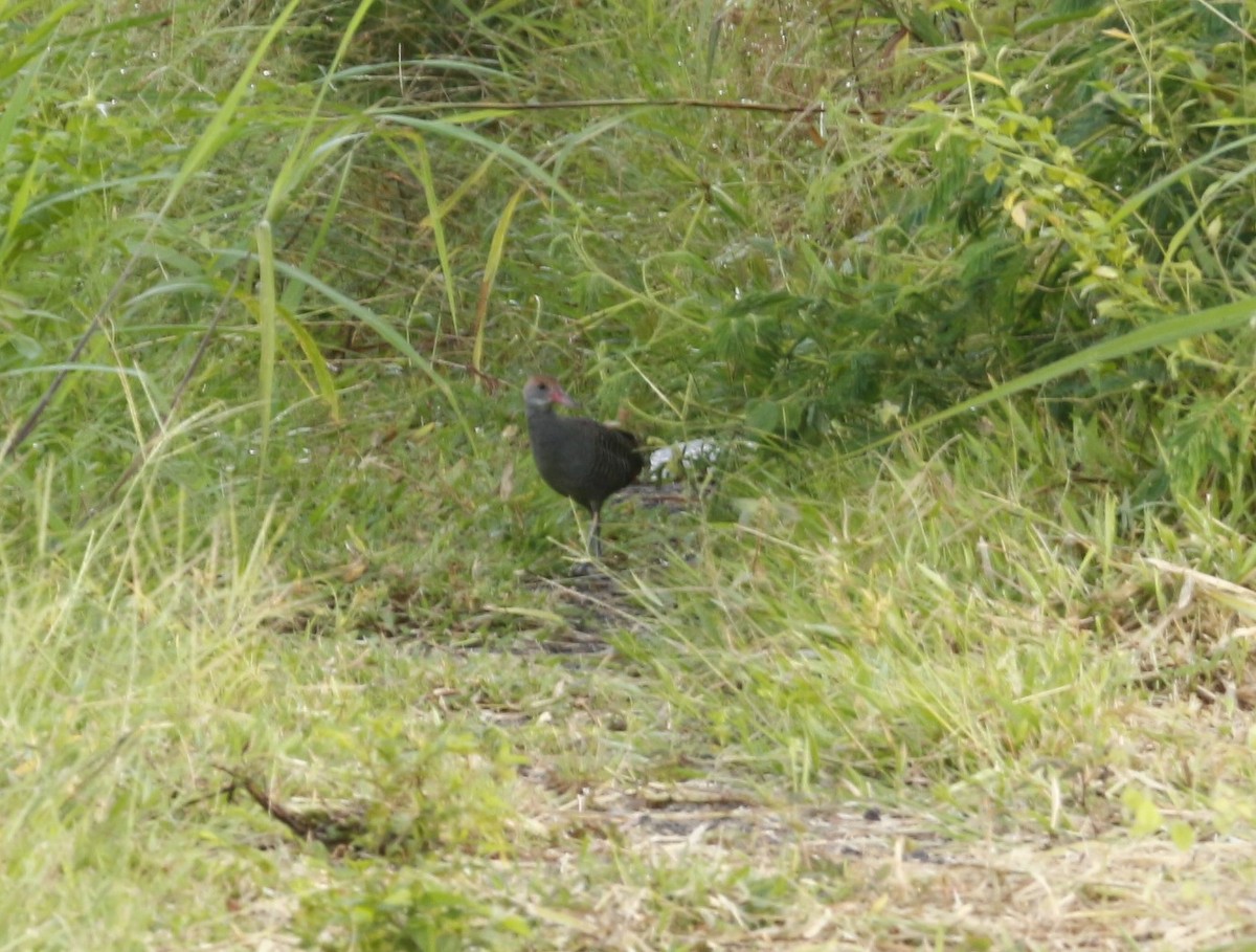 Slaty-breasted Rail - ML641385571