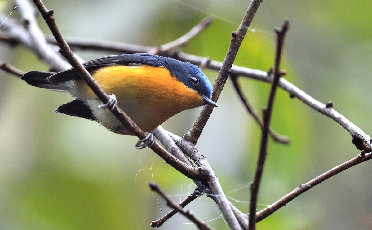 Pygmy Flycatcher - ML641385590