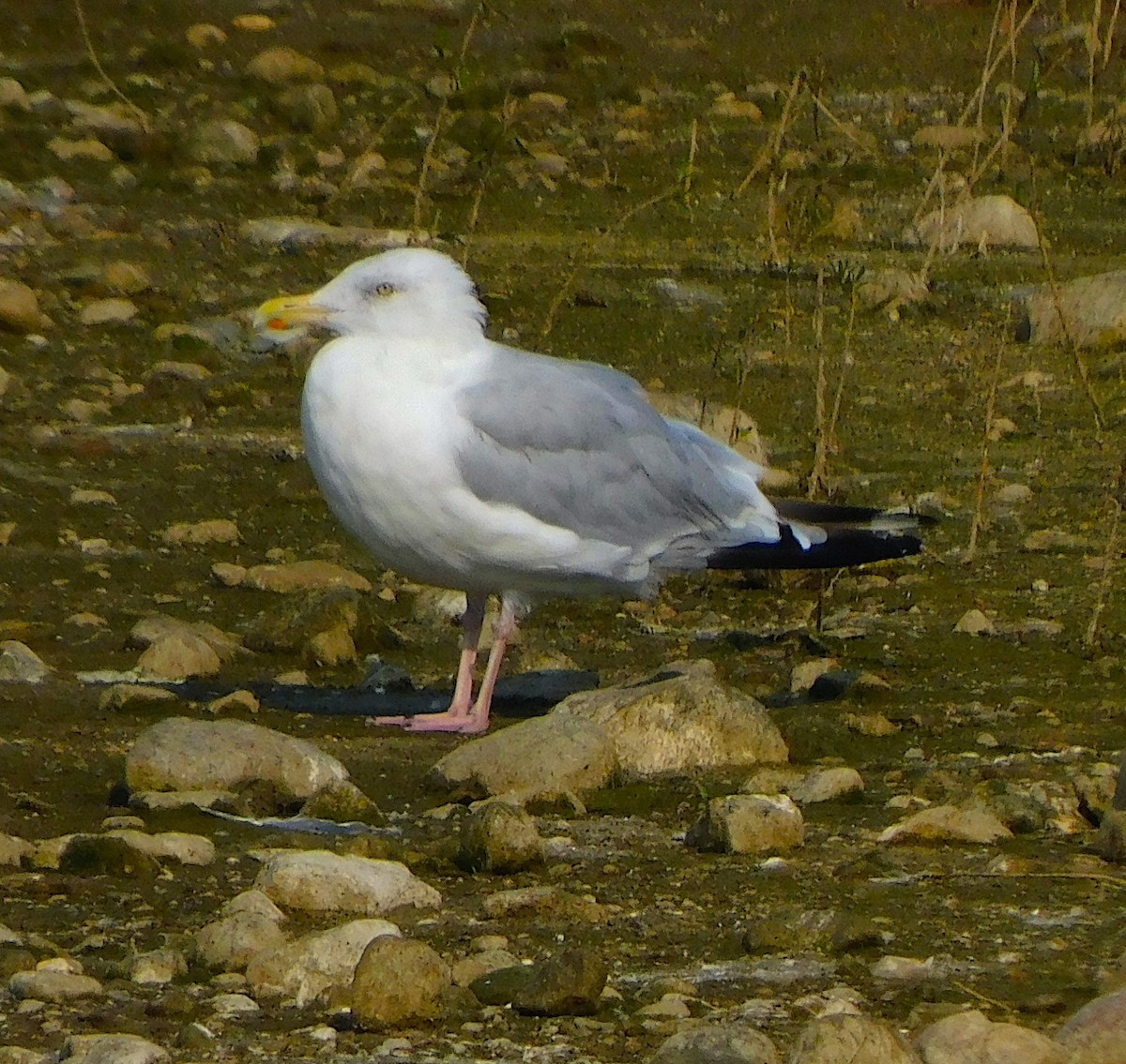 American Herring Gull - ML641385595