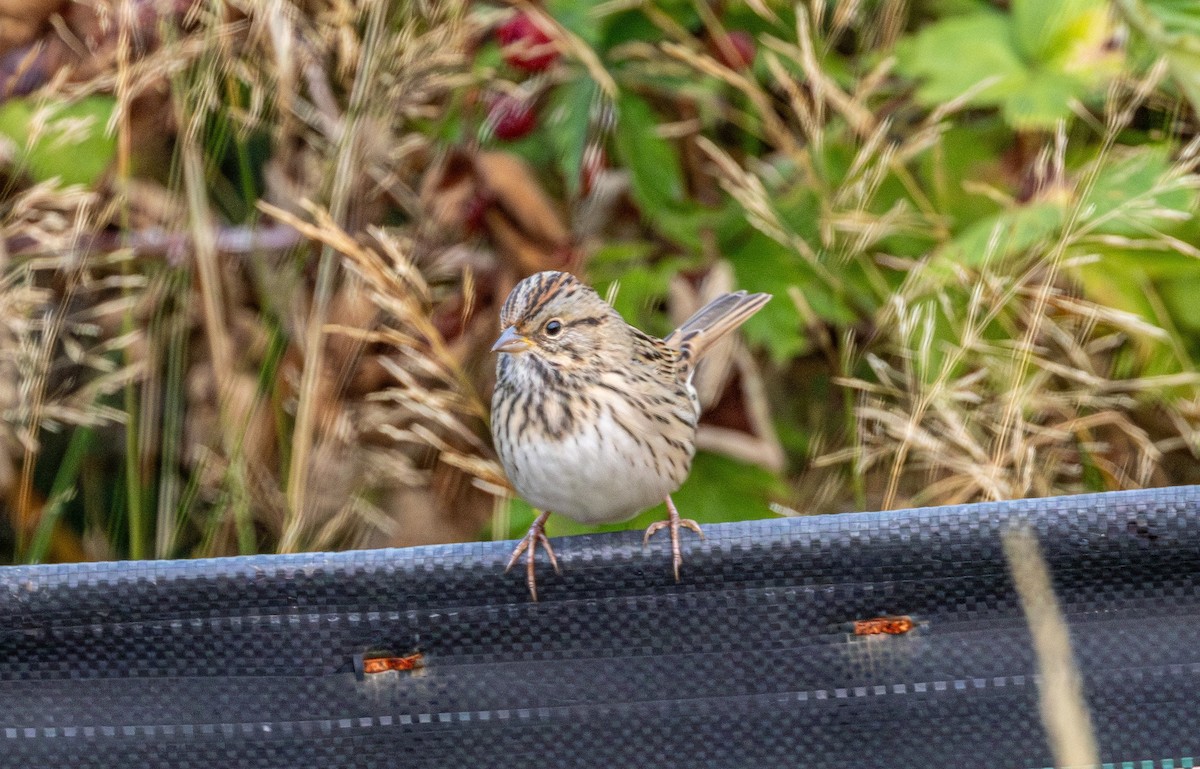 Lincoln's Sparrow - ML641385618