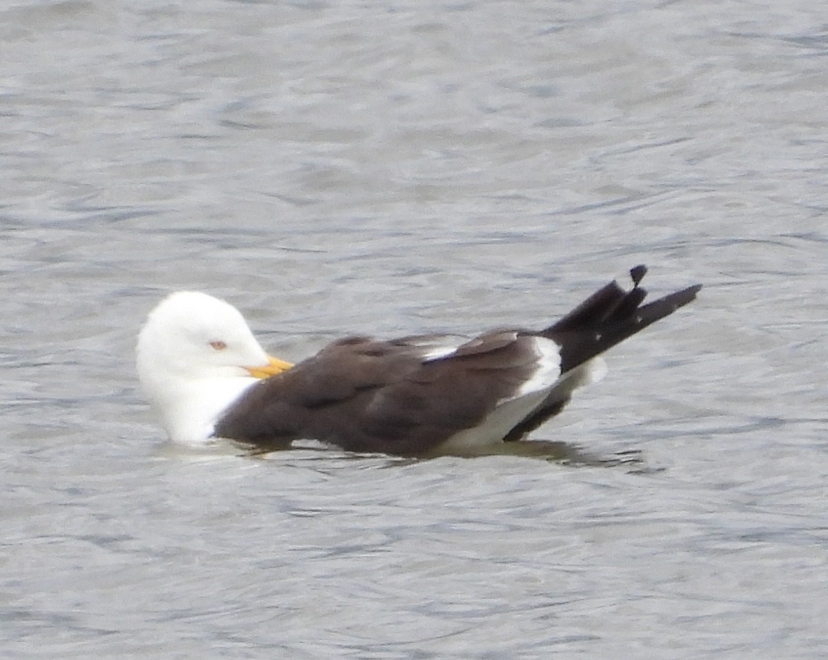 Heringsmöwe - ML641385622