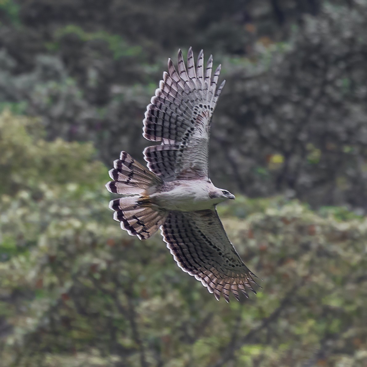 Aigle d'Isidore - ML641385660