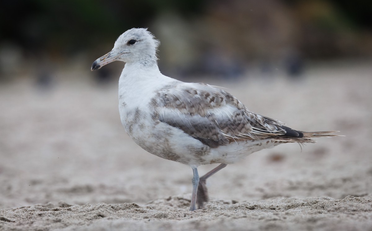 Gaviota Californiana - ML641385676