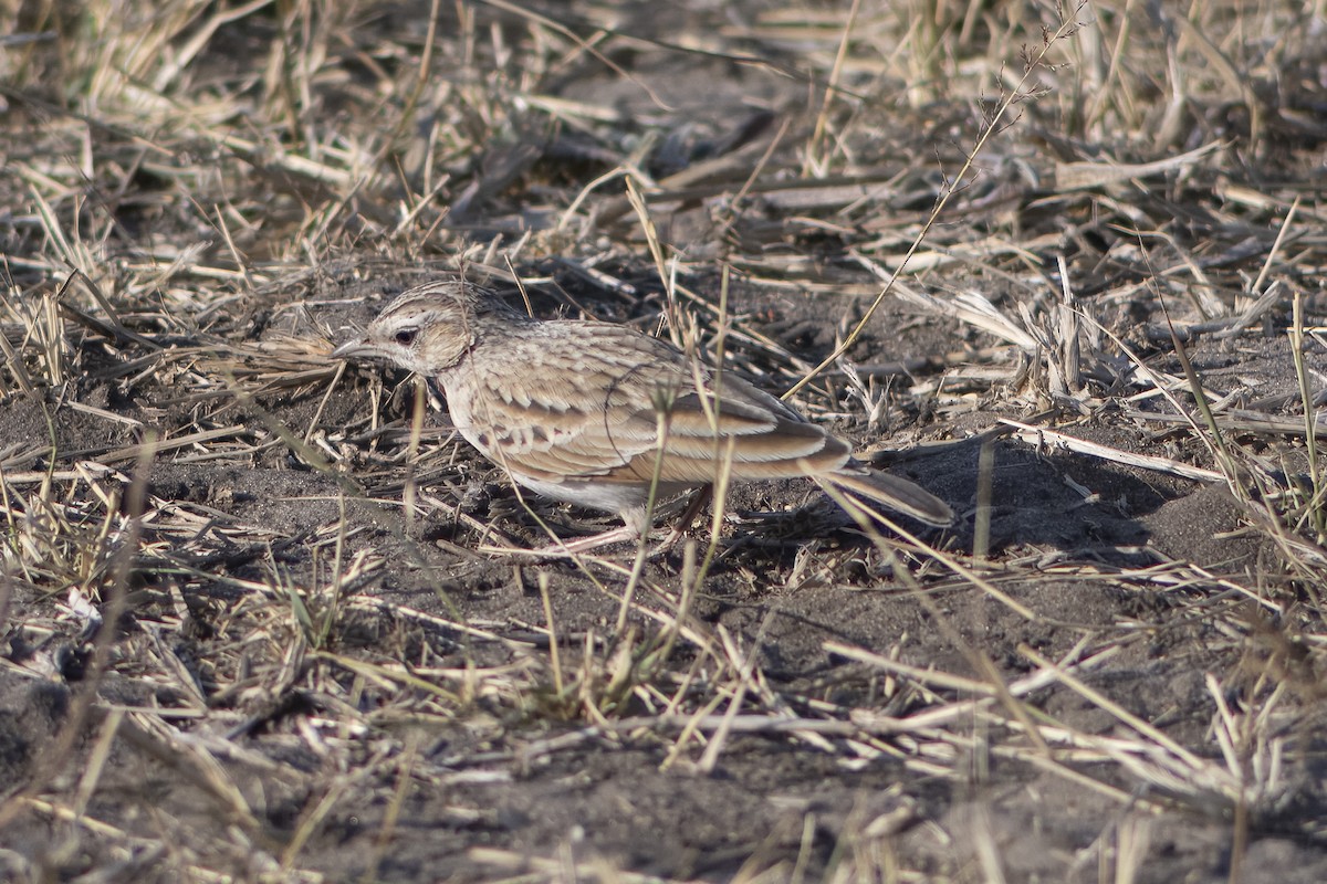 Fawn-colored Lark (Fawn-colored) - ML641385681