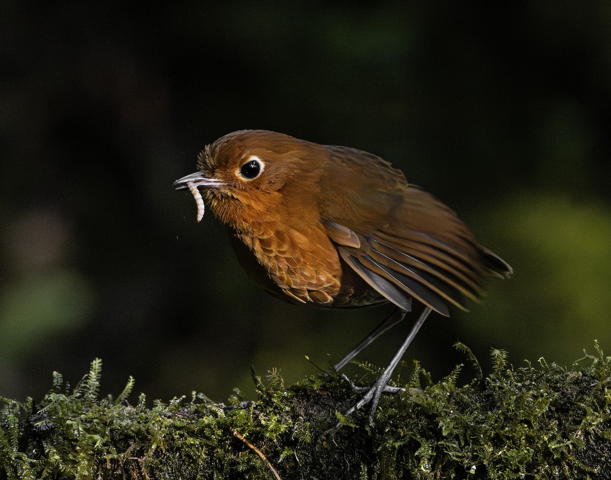 Urubamba Antpitta - ML641385686