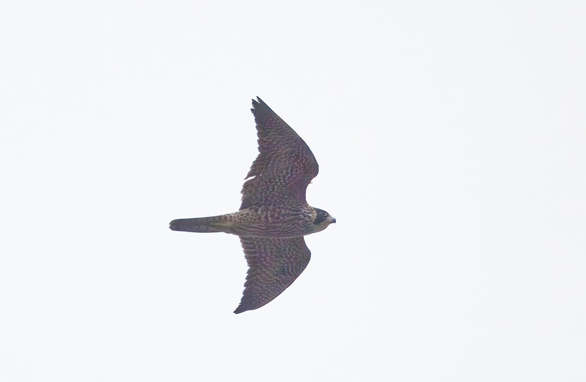 Halcón Peregrino - ML641385693