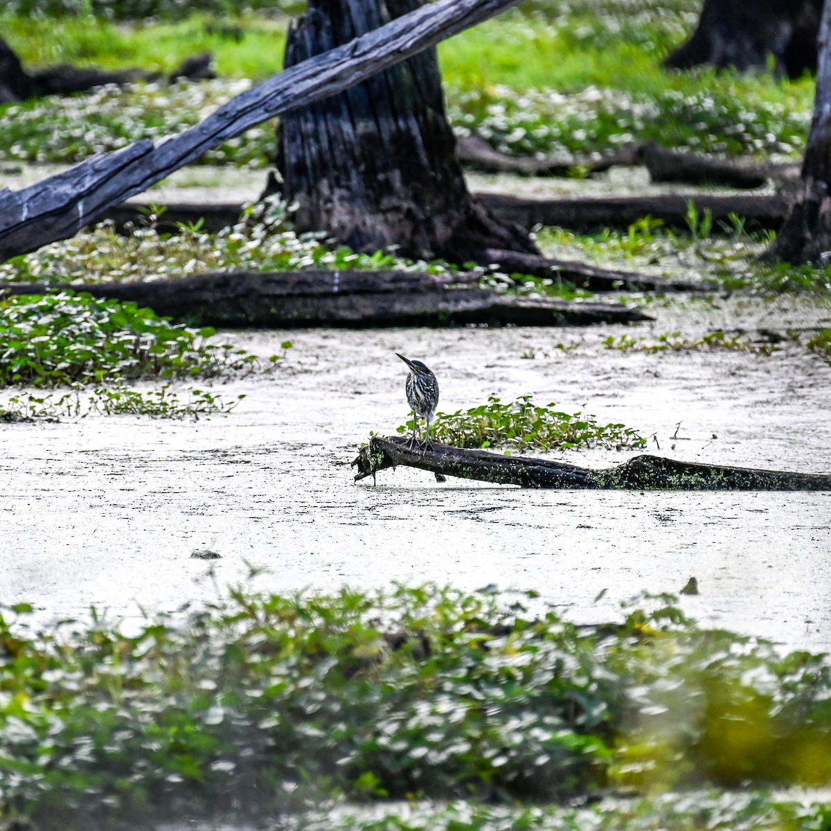 Green Heron - ML641385698