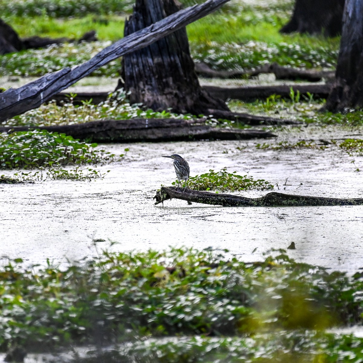 Green Heron - ML641385704